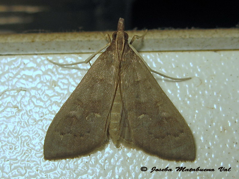 Mecyna asinalis - Crambidae ? S